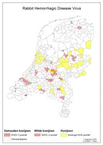 Positieve konijnen_RHD_Histo_PCR_2016_08_11