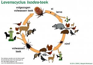 Cyclus van de Ixodes teek